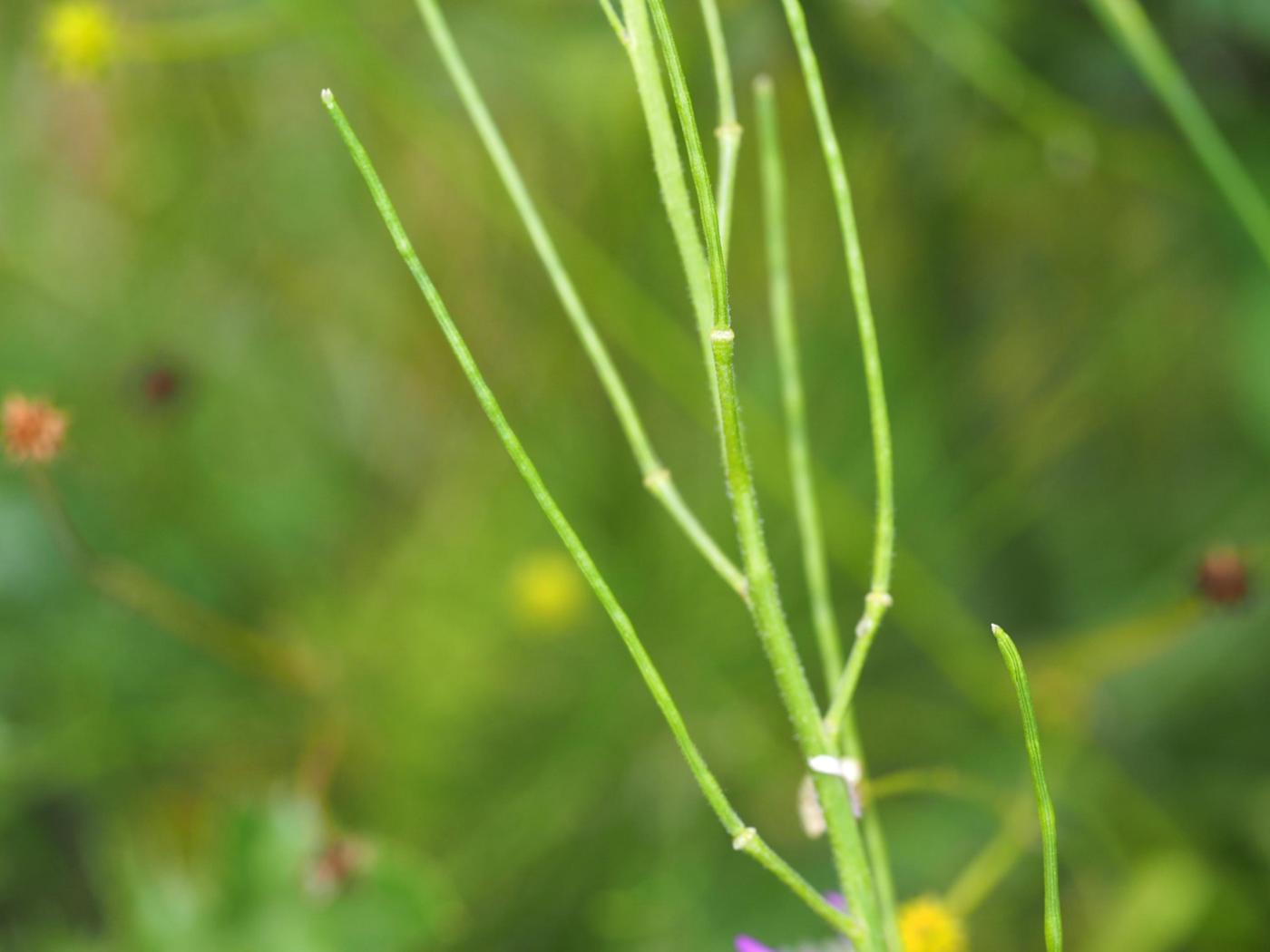 Sweet rocket fruit